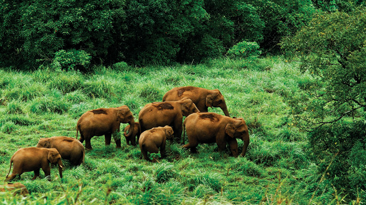 Kerala Tour Package 3N/4D Special | SVR Tours